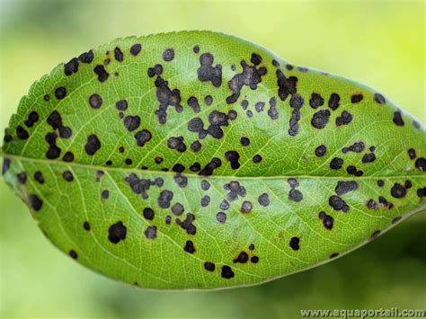 Taches brunes sur feuilles d'Oranger du Mexique