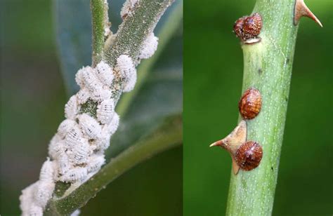 Cochenilles sur tige d'Oranger du Mexique