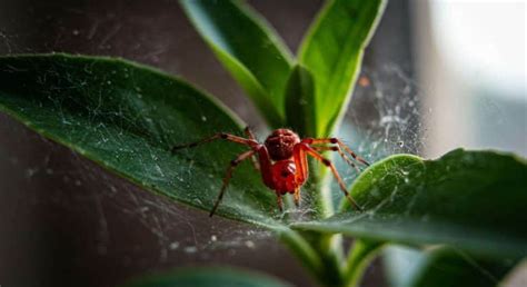 Toiles d'araignées rouges sur feuilles