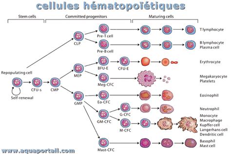 Schéma de l'hématopoïèse montrant la lignée myéloïde menant aux neutrophiles