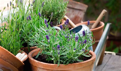 Arrosage au pied d'une plante de lavande