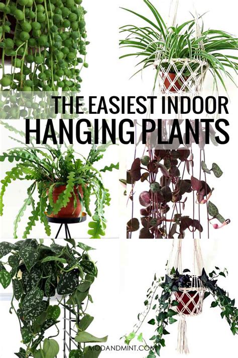 Indoor hanging plants at different heights