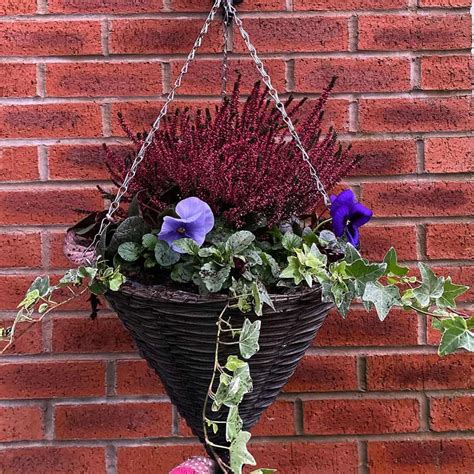 Winter hanging basket with frost-resistant plants
