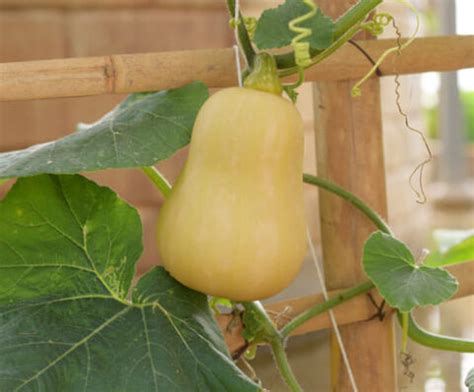 image d'un pied de courge Butternut palissé sur une treille
