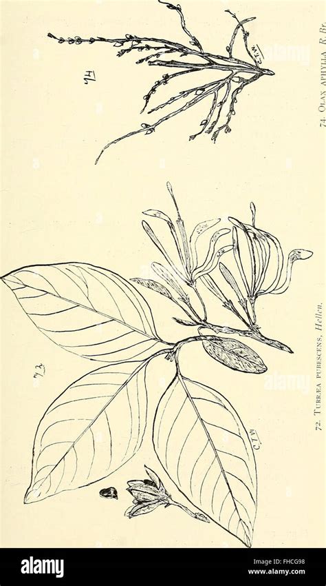 Illustrations des noms vernaculaires de l'Hibiscus pernambucensis