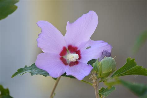 Photo macro d'un fruit d'Hibiscus pernambucensis en formation