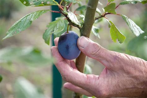 jardinier inspectant des prunes saines