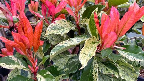 Photinia Pink Crispy feuillage panaché