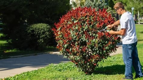 Outils de taille pour Photinia
