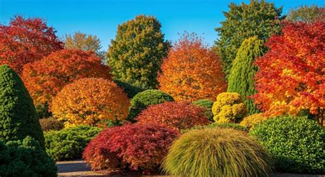 Jardin d'automne coloré