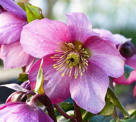 Hellébores en floraison