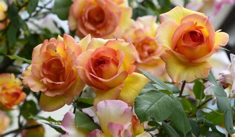 Rosiers plantés en automne