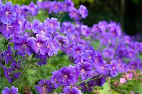 Floraison de géranium vivace