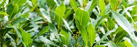 Schéma des besoins en eau du laurier sauce en fonction de son environnement de culture