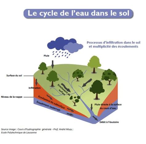 Diagramme illustrant l'impact de l'excès d'eau sur les racines du laurier sauce