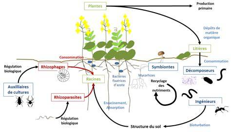 Schéma illustrant la destruction de la microfaune et microflore du sol par l'eau de Javel