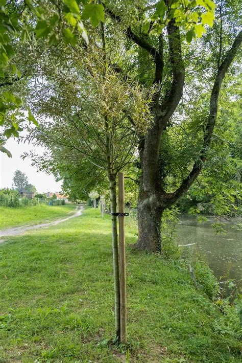 Arbre fraîchement planté avec un tuteur
