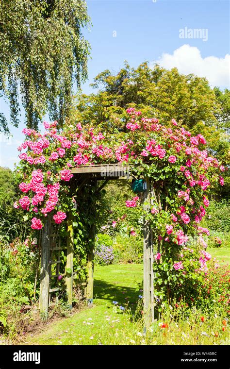 Rosier grimpant 'Songa' sur pergola