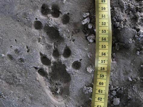Empreinte de loutre dans la boue