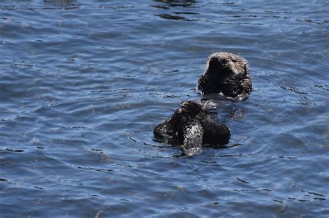 Loutre de mer flottant sur le dos avec son petit