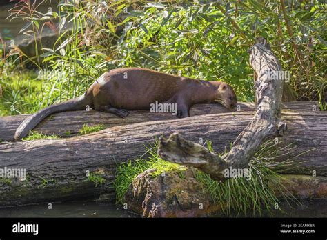 Loutre grimpant à un arbre