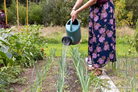 Personne arrosant manuellement des rangs de légumes avec un arrosoir