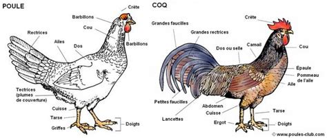 Anatomie du coq et mécanismes du chant