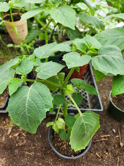 Plan rapproché d'un plant de cerise de terre montrant les capsules papyracées caractéristiques