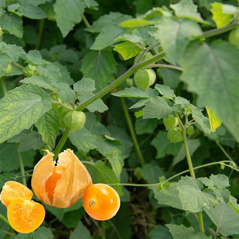 Cerise de terre murissant dans sa capsule