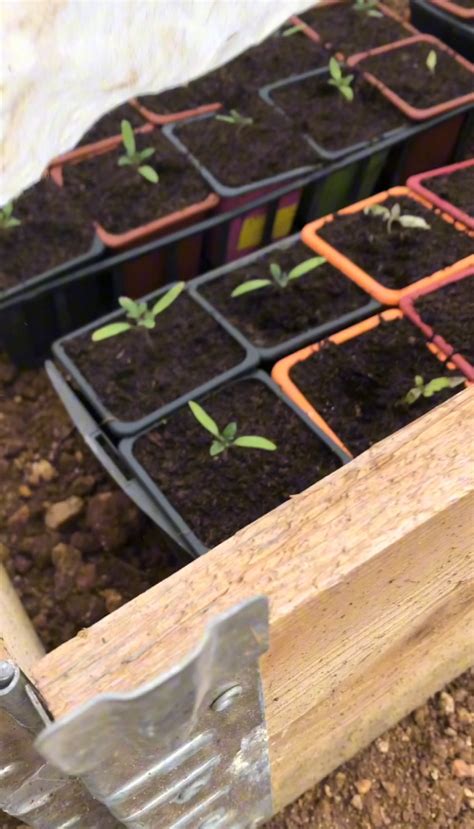 Jeunes plants de cerise de terre en godets