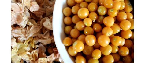 Cerises de terre fraîchement récoltées dans leurs capsules beiges