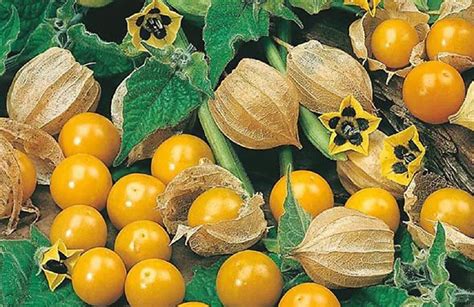 Comparaison entre différentes espèces de Physalis