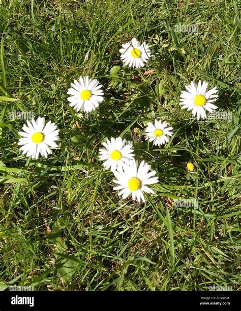 Fleurs sauvages dans une pelouse haute