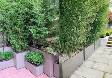 Bambou en pot sur une terrasse