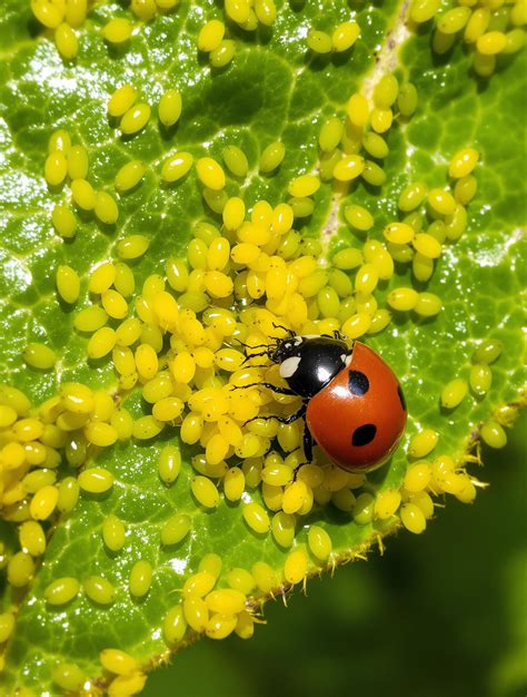 Photo d'une coccinelle dévorant des pucerons sur une feuille d'arbre