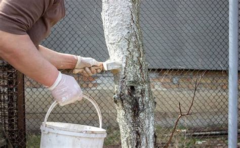 Image montrant un jardinier appliquant méthodiquement un badigeon blanc sur un tronc d'arbre