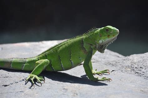 Illustration d'un iguane vert dans son habitat naturel