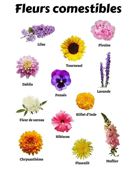 Schéma montrant les fleurs comestibles pour l'iguane (hibiscus, rose, capucine)