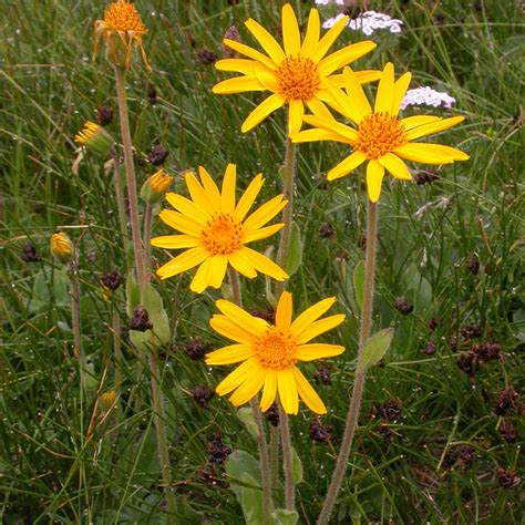 Arnica montana en fleur dans une prairie de montagne