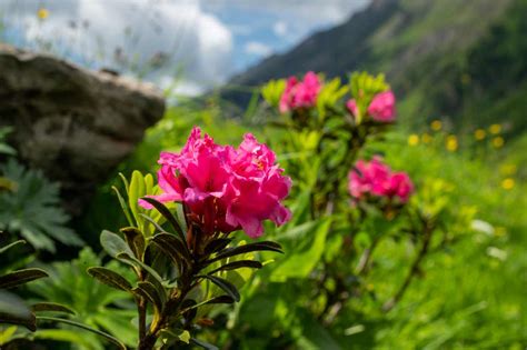 Rhododendron ferrugineux en pleine floraison sur une pente de montagne