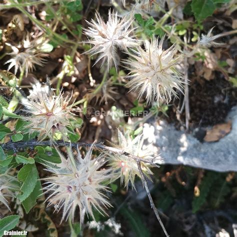 Trèfle étoilé avec ses fleurs caractéristiques s'ouvrant en étoile