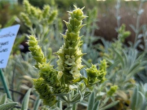 Plante de Sideritis provincialis avec ses feuilles argentées