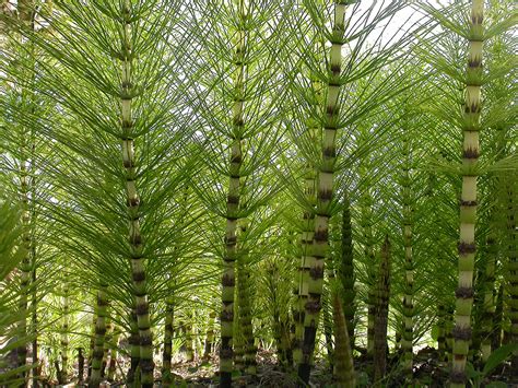 Gros plan sur les tiges d'Ephedra major rappelant celles des prêles