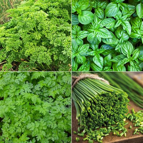 Un assortiment d'herbes fraîches comme le persil, le basilic et le cerfeuil pour garnir les soupes
