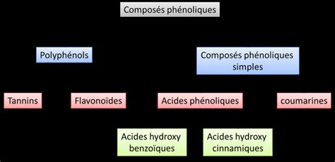 Infographie montrant la diversité des composés phénoliques et leurs sources