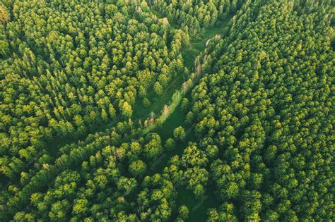 Vue aérienne d'une forêt-jardin luxuriante avec des chemins sinueux et une diversité d'arbres et d'arbustes.