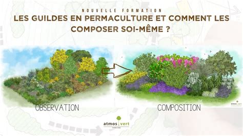 Schéma d'une guilde végétale en permaculture, montrant les différentes couches de végétation et leurs interactions.