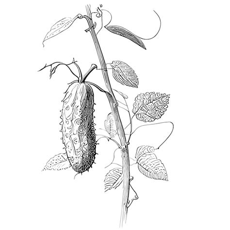 Illustration d'un concombre mûr sur son plant