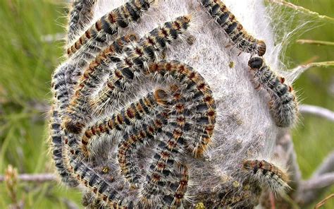 Chenilles processionnaires sur un pin