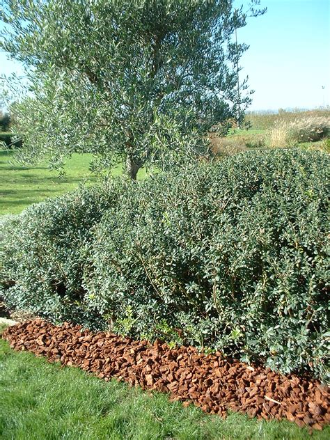 Mulching d'écorces de pin autour d'un arbuste